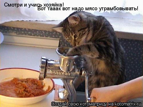 Котоматрица: Смотри и учись хозяйка!  Вот тааак вот надо мясо утрамбовывать!