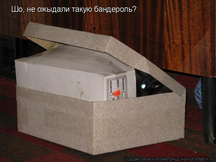 Котоматрица: Шо, не ожыдали такую бандероль?