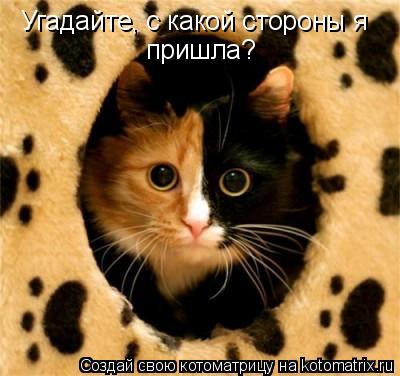 Котоматрица: Угадайте, с какой стороны я пришла?