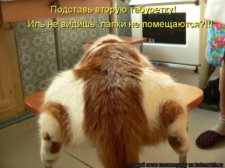 Подставь вторую табуретку! Иль не видишь: лапки не помещаются?!!!... Котоматрица: Подставь вторую табуретку! Иль не видишь: лапки не помещаются?!!!