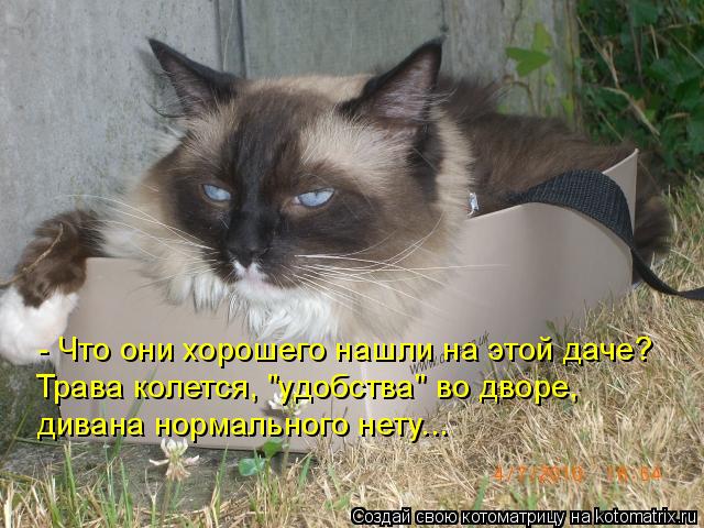 - Что они хорошего нашли на этой даче? Трава колется, "удобства" во дворе, дивана нормального нету...... Котоматрица: - Что они хорошего нашли на этой даче? Трава колется, "удобства" во дворе, дивана нормального нету...