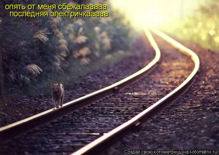 опять от меня сбежалааааа последняя электричкааааа... Котоматрица: опять от меня сбежалааааа последняя электричкааааа