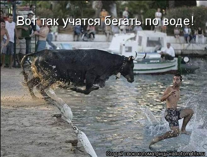 Вот так учатся бегать по воде!... Котоматрица: Вот так учатся бегать по воде!