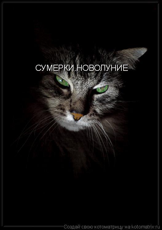 СУМЕРКИ.НОВОЛУНИЕ... Котоматрица: СУМЕРКИ.НОВОЛУНИЕ