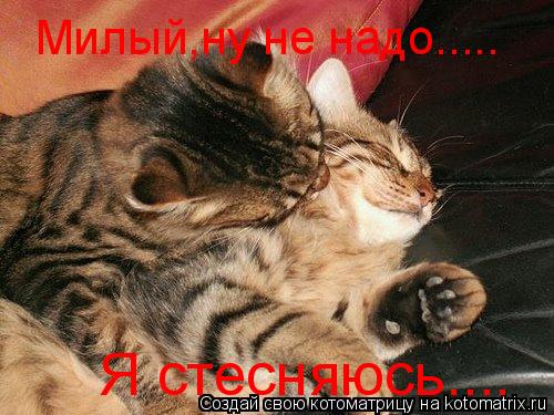 Котоматрица: Милый,ну не надо..... Я стесняюсь....