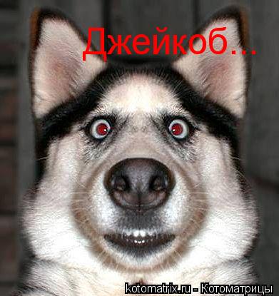 Джейкоб...... Котоматрица: Джейкоб...