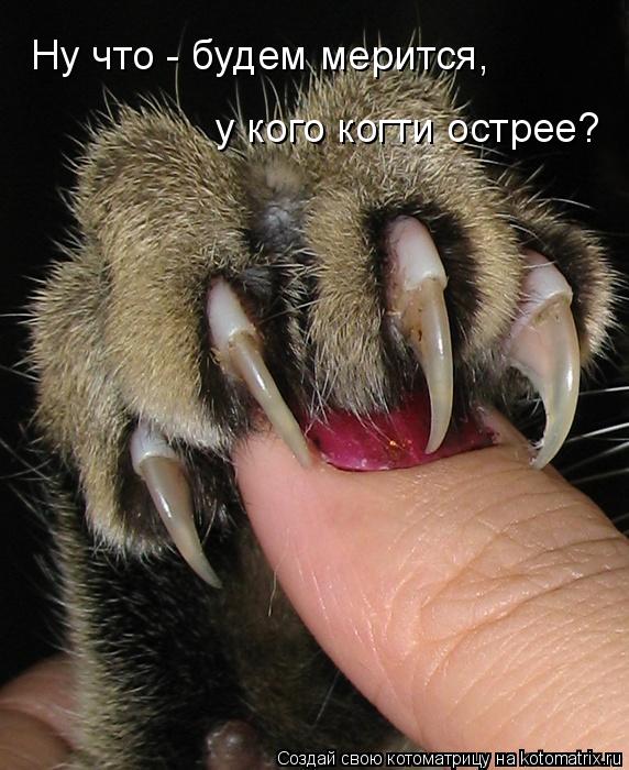 Ну что - будем мерится, у кого когти острее?... Котоматрица: Ну что - будем мерится, у кого когти острее?