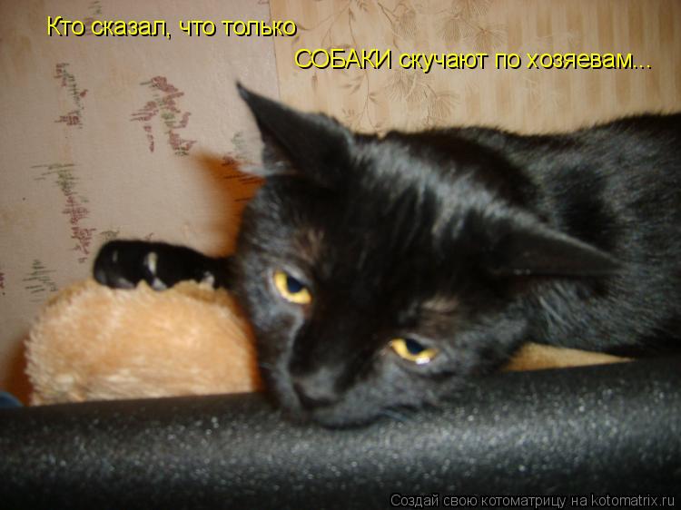 СОБАКИ скучают по хозяевам... Кто сказал, что только... Котоматрица: СОБАКИ скучают по хозяевам... Кто сказал, что только