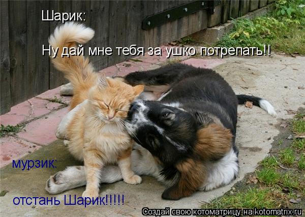 Ну дай мне тебя за ушко потрепать!! Шарик: мурзик: отстань Шарик!!!!!... Котоматрица: Ну дай мне тебя за ушко потрепать!! Шарик: мурзик: отстань Шарик!!!!!