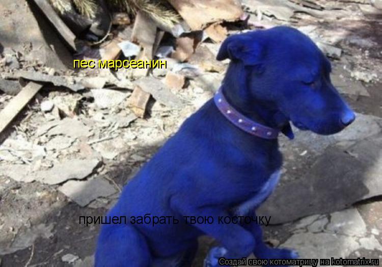пес марсеанин пришел забрать твою косточку пес марсеанин... Котоматрица: пес марсеанин пришел забрать твою косточку пес марсеанин