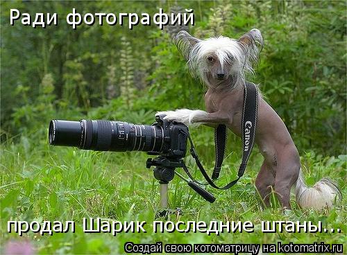 Ради фотографий продал Шарик последние штаны...... Котоматрица: Ради фотографий продал Шарик последние штаны...