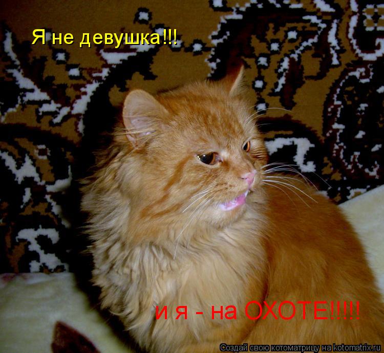 Я не девушка!!! и я - на ОХОТЕ!!!!!... Котоматрица: Я не девушка!!! и я - на ОХОТЕ!!!!!