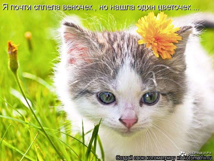 Котоматрица: Я почти сплела веночек , но нашла один цветочек ...