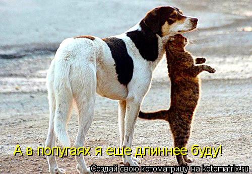 Котоматрица: А в попугаях я еще длиннее буду!