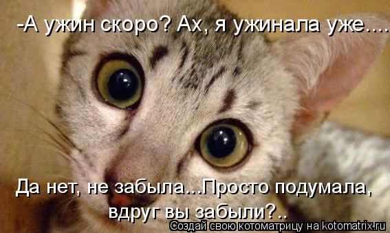 -А ужин скоро? Ах, я ужинала уже.... Да нет, не забыла...Просто подумала, вдруг вы забыли?..... Котоматрица: -А ужин скоро? Ах, я ужинала уже.... Да нет, не забыла...Просто подумала, вдруг вы забыли?..