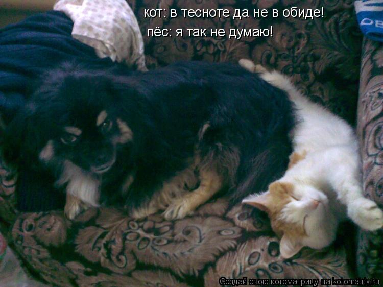 Котоматрица: кот: в тесноте да не в обиде! пёс: я так не думаю!