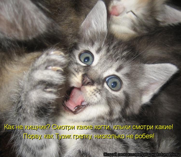 Котоматрица: Как не хищник? Смотри какие когти, клыки смотри какие! Порву, как Тузик грелку, нисколько не робея!