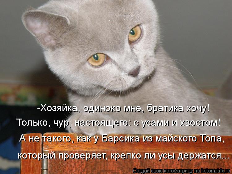 -Хозяйка, одиноко мне, братика хочу! Только, чур, настоящего: с усами и хвостом! А не такого, как у Б... Котоматрица: -Хозяйка, одиноко мне, братика хочу! Только, чур, настоящего: с усами и хвостом! А не такого, как у Барсика из майского Топа, который проверяет