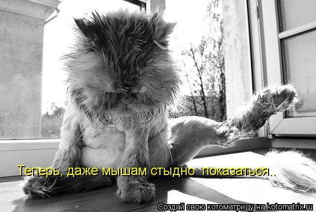 Котоматрица: Теперь, даже мышам стыдно  показаться..