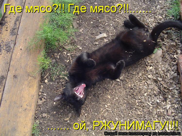 Котоматрица: Где мясо?!! Где мясо?!!....... ....... ой, РЖУНИМАГУ!!!!