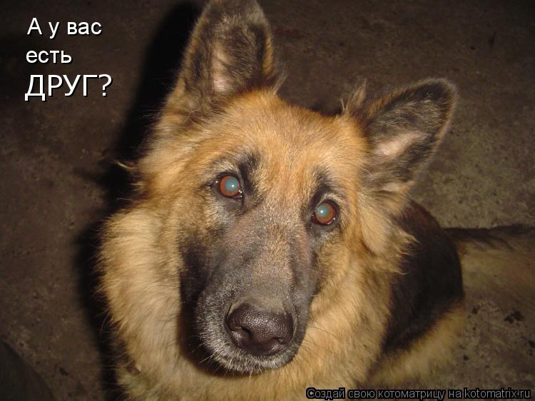 Котоматрица: А у вас есть ДРУГ?