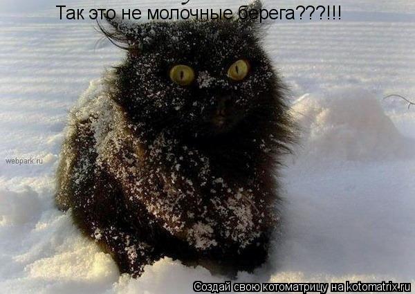 Так это не молочные берега???!!!... Котоматрица: Так это не молочные берега???!!!