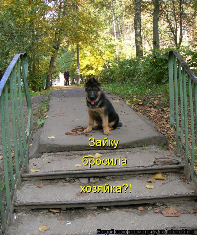 Зайку бросила хозяйка?!... Котоматрица: Зайку бросила хозяйка?!