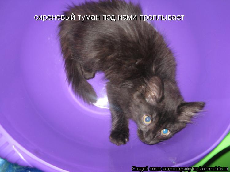 сиреневый туман под нами проплывает... Котоматрица: сиреневый туман под нами проплывает