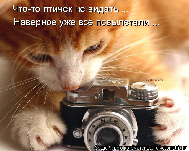 Что-то птичек не видать ... Наверное уже все повылетали ...... Котоматрица: Что-то птичек не видать ... Наверное уже все повылетали ...