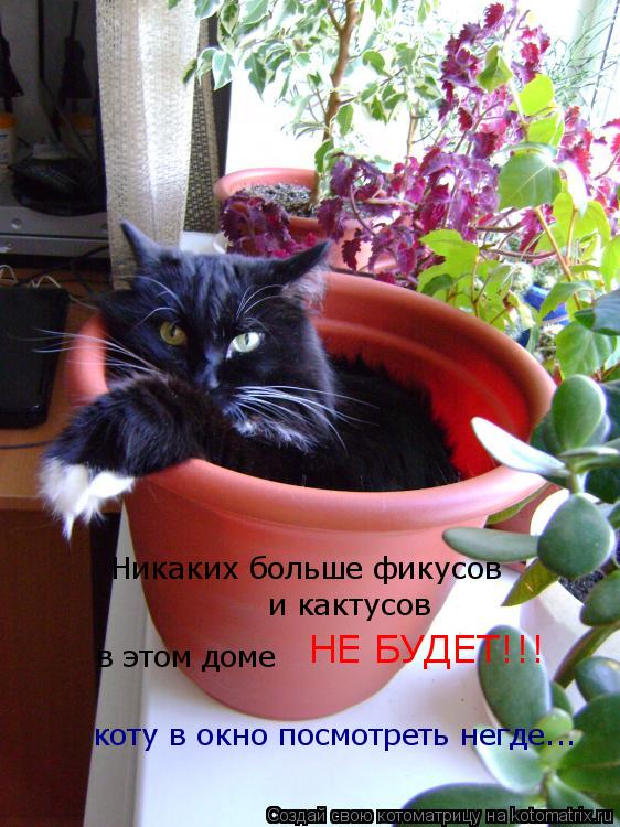 Никаких больше фикусов и кактусов в этом доме НЕ БУДЕТ!!! коту в окно посмотреть негде...... Котоматрица: Никаких больше фикусов и кактусов в этом доме НЕ БУДЕТ!!! коту в окно посмотреть негде...