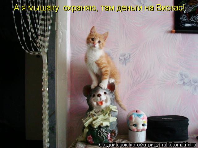 А я мышаку охраняю, там деньги на Вискас!... Котоматрица: А я мышаку охраняю, там деньги на Вискас!