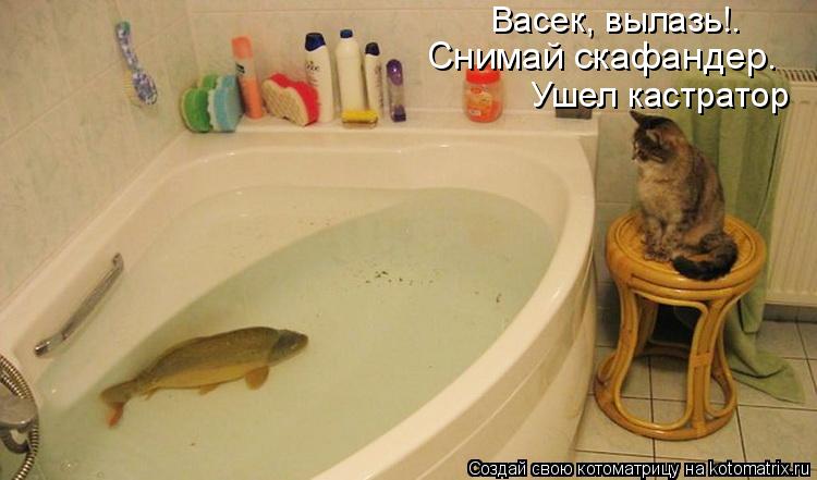 Снимай скафандер. Ушел кастратор Васек, вылазь!.... Котоматрица: Снимай скафандер. Ушел кастратор Васек, вылазь!.