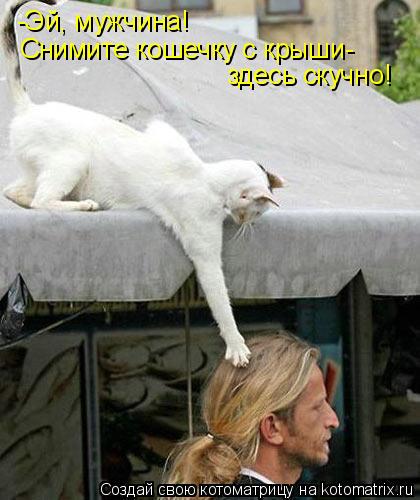 -Эй, мужчина! Снимите кошечку с крыши- здесь скучно!... Котоматрица: -Эй, мужчина! Снимите кошечку с крыши- здесь скучно!