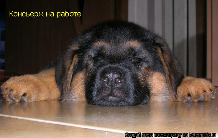 Консьерж на работе... Котоматрица: Консьерж на работе