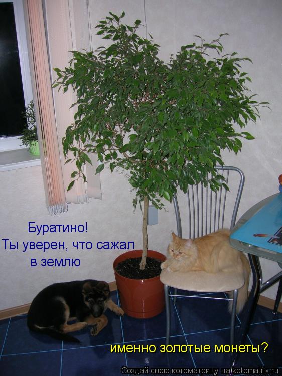 Буратино! Ты уверен, что сажал в землю именно золотые монеты?... Котоматрица: Буратино! Ты уверен, что сажал в землю именно золотые монеты?