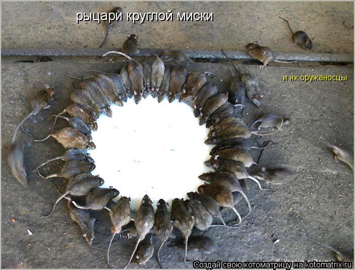 рыцари круглой миски и их оруженосцы... Котоматрица: рыцари круглой миски и их оруженосцы