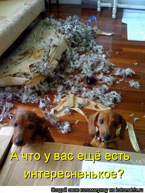 Котоматрица: А что у вас ещё есть  интересненькое?