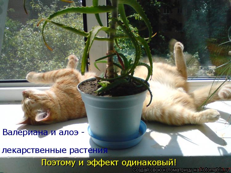 Валериана и алоэ - лекарственные растения Поэтому и эффект одинаковый!... Котоматрица: Валериана и алоэ - лекарственные растения Поэтому и эффект одинаковый!