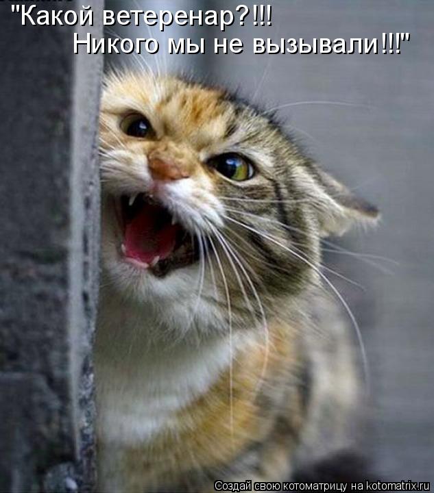 Котоматрица: "Какой ветеренар?!!! Никого мы не вызывали!!!"