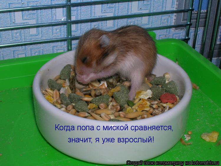 Когда попа с миской сравняется, значит, я уже взрослый!... Котоматрица: Когда попа с миской сравняется, значит, я уже взрослый!
