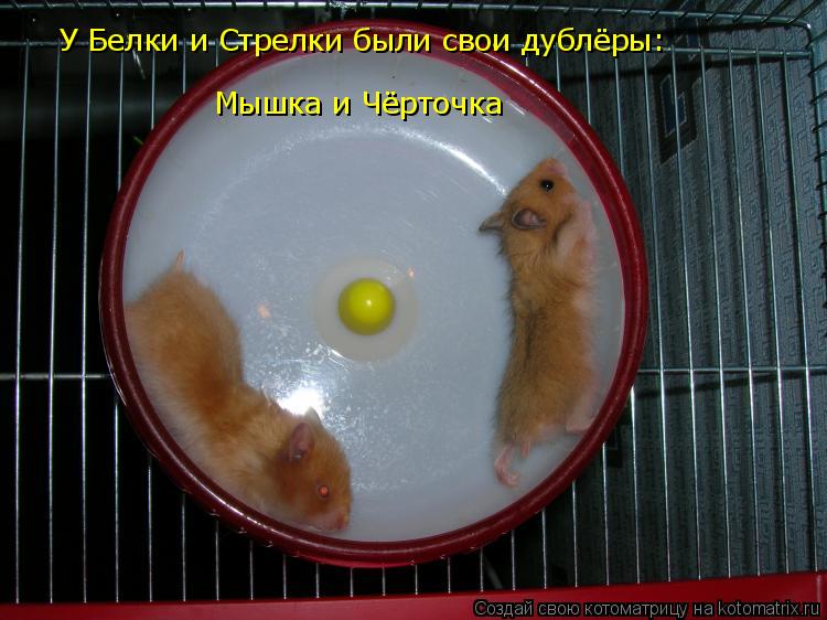 У Белки и Стрелки были свои дублёры: Мышка и Чёрточка... Котоматрица: У Белки и Стрелки были свои дублёры: Мышка и Чёрточка