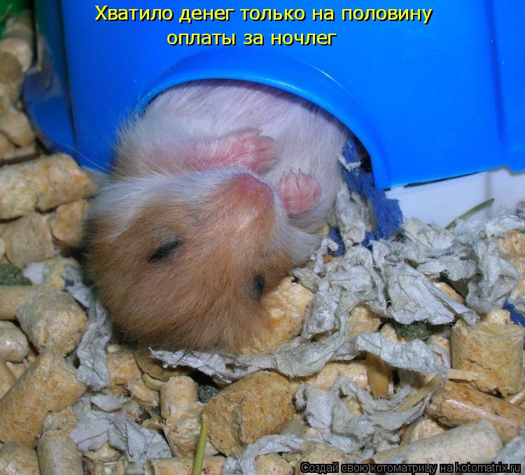 Хватило денег только на половину Хватило денег только на половину Хватило денег только на половину Хв... Котоматрица: Хватило денег только на половину Хватило денег только на половину Хватило денег только на половину Хватило денег только на половину оплат