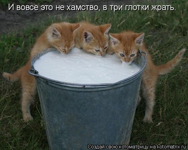 И вовсе это не хамство, в три глотки жрать.... Котоматрица: И вовсе это не хамство, в три глотки жрать.