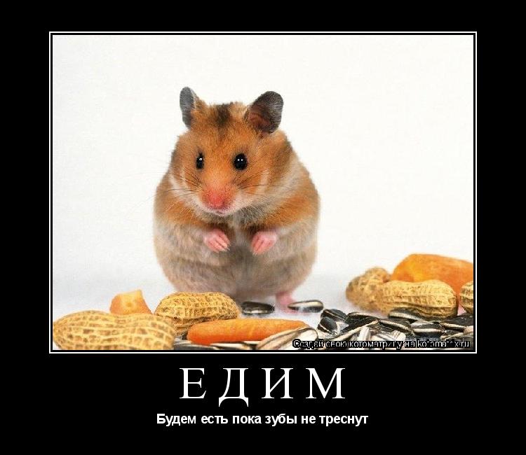 Едим Будем есть пока зубы не треснут... Котоматрица: Едим Будем есть пока зубы не треснут