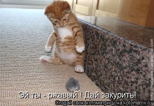 Эй ты - ржавый ! Дай закурить!... Котоматрица: Эй ты - ржавый ! Дай закурить!