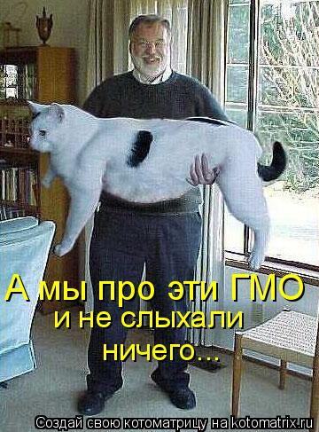 и не слыхали ничего... А мы про эти ГМО... Котоматрица: и не слыхали ничего... А мы про эти ГМО