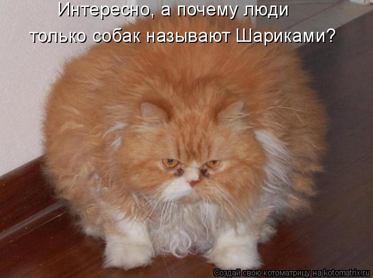 Интересно, а почему люди только собак называют Шариками?... Котоматрица: Интересно, а почему люди только собак называют Шариками?