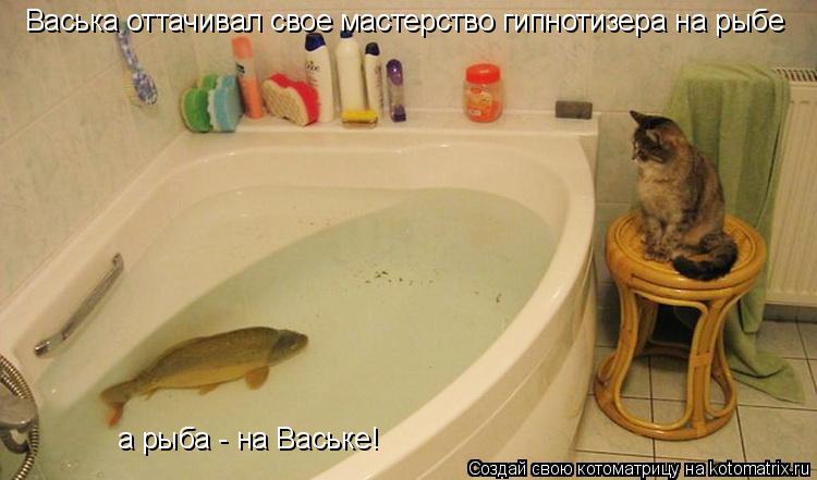 Васька оттачивал свое мастерство гипнотизера на рыбе а рыба - на Ваське!... Котоматрица: Васька оттачивал свое мастерство гипнотизера на рыбе а рыба - на Ваське!