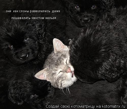 они как слоны разволились даже пошевелить хвостом нельзя... Котоматрица: они как слоны разволились даже пошевелить хвостом нельзя
