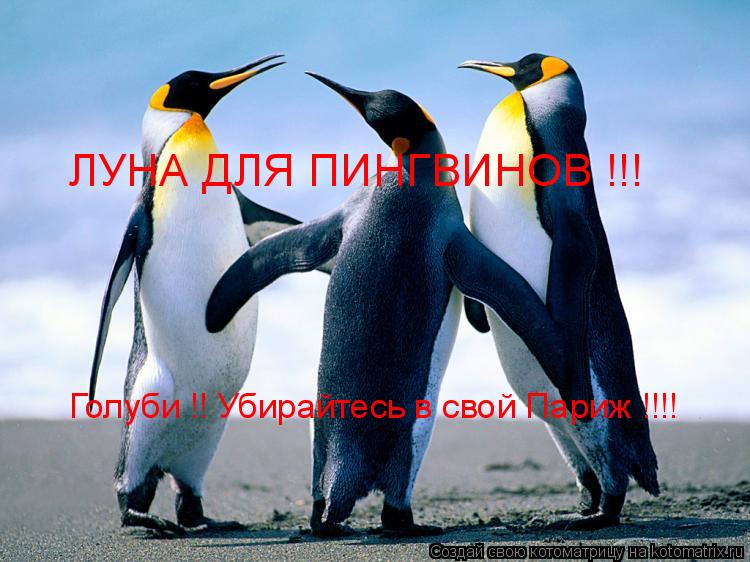 ЛУНА ДЛЯ ПИНГВИНОВ !!! Голуби !! Убирайтесь в свой Париж !!!!... Котоматрица: ЛУНА ДЛЯ ПИНГВИНОВ !!! Голуби !! Убирайтесь в свой Париж !!!!